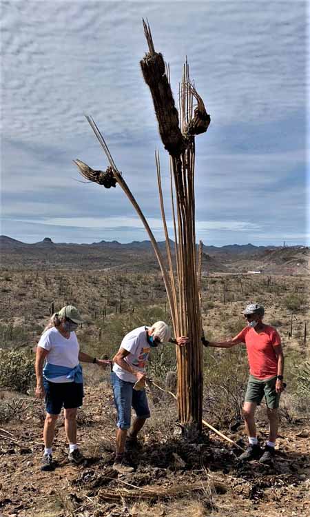 saguaro